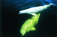 Beluga Whales in Hudson Bay