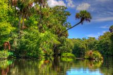 Lush botanical diversity reveals natural and archeological treasures in the Daytona Beach area.