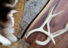 Reindoor antlers