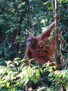 Orangutan Mother and Baby in the Wild