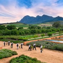 The incredible Cape Dutch Farm Babylonstoren, South Africa