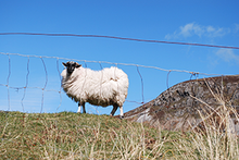 Donegal Sheep