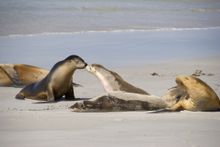 Seal Bay