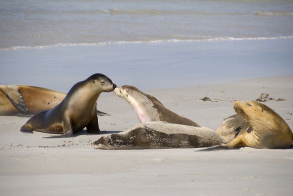 Seal Bay