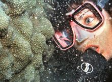 Key Largo, Fla., diver Penny Bailey observes tiny eggs and sperm erupt from a portion of the Florida Keys' coral reef during a r