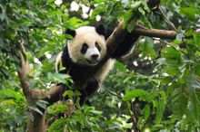 Help look after pandas in China