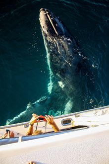 Humpback whale tour in Ningaloo Reef
