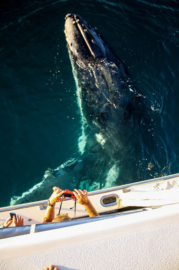 Humpback whale tour in Ningaloo Reef