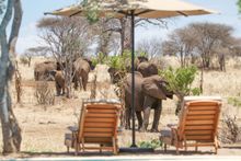 Watching elephant from the pool at Nimali Tarangire, Tanzania