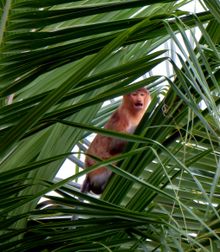 Settling among the coconut tree leaves before heading home to the jungle on Gaya Island