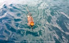 The Proboscis Monkey climbing on board to safety 1