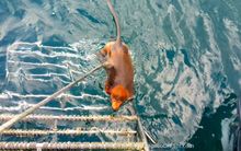 The Proboscis Monkey climbing on board to safety 2
