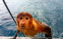 The Proboscis Monkey climbing on board to safety 3