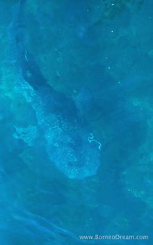 View of Whale Shark from the surface