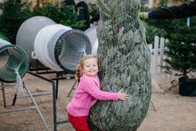 Christmas Trees at Blenheim Palace