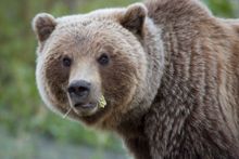 Grizzly Bear, Yukon
