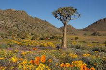 Wildflowers, South Africa