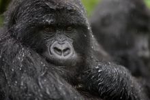 Mountain Gorilla