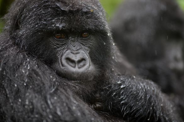 Mountain Gorilla