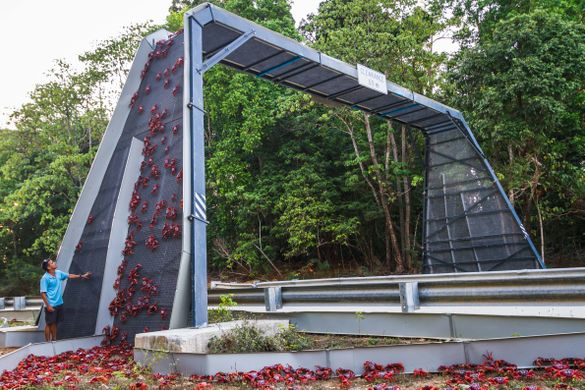 Crabs scuttle over the Christmas Island Crab Bridge