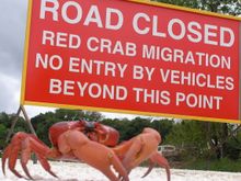 Rangers close roads on Christmas Island to allow crabs to migrate safely 