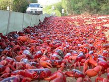 Over 20km of plastic barriers keep migrating crabs off the road on Christmas Island