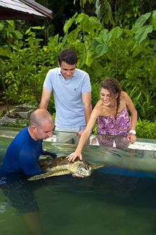 Gaya Island Resort Marine Centre advocates sea turtle rescue, coral reef restoration and outreach programmes