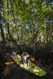 Mangrove Kayak Excursion at Gaya Island Resort