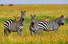 Zebras