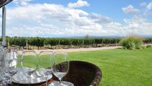 Vineyard