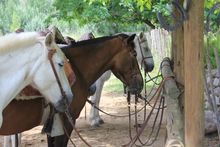 Horses