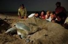 Turtle conservation