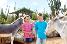 Aruba Donkey Sanctuary 