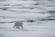 Polar bear on Pack Ice in Spitsbergen - Aurora Expeditions