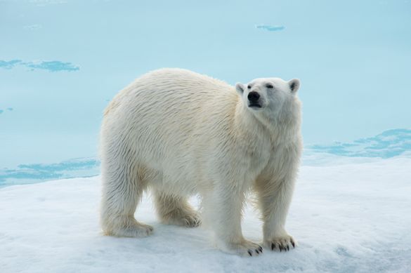 Polar Bear on Spitsbergen's Pack Ice - Aurora Expeditions