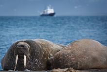 Walrus in the Arctic - Aurora Expeditions