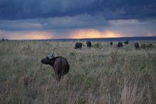 Buffalo at sunset, Masai Mara, Kenya