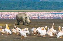 Kenya, Lake Nakuru
