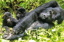 Gorilla viewing, Bwindi Impenetrable Park, Uganda