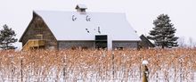 Canadian Icewine Experience at Inniskillin Winery