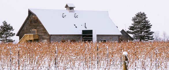 Canadian Icewine Experience at Inniskillin Winery