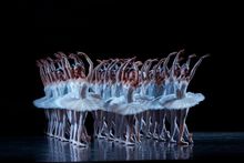 Artists of The Australian Ballet in Swan Lake, photo Jeff Busby