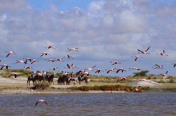 Amboseli Ride, new 2016 Tanzania collection