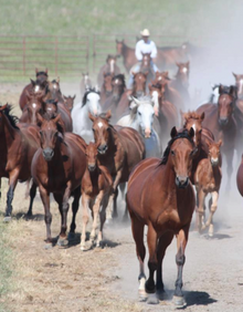 A Bar Working Ranch, Oklahoma