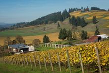 Saffron Fields Vineyards, Willamette Valley, Oregon