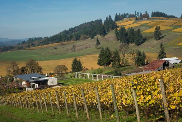 Saffron Fields Vineyards, Willamette Valley, Oregon