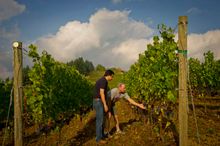 Saffron Fields Vineyards, Willamette Valley, Oregon