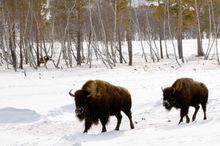 Winter in Yellowstone, America's first national park