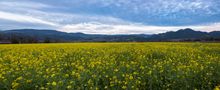 Mustard blooming in the Spring