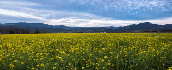 Mustard blooming in the Spring